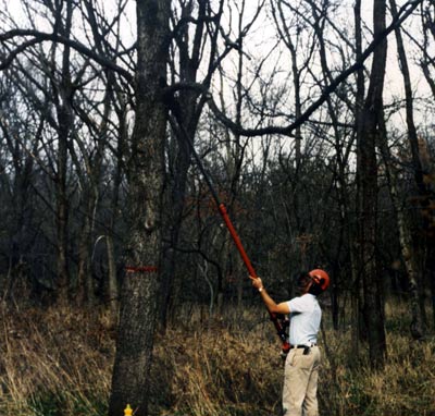 Tree Pruner